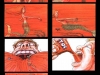 Kasfruit Storyboard